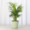 thumbnail image 2 of Live Parlor Palm Plant - Pet Safe - 4" Decorative Pot Cover - Thorsen's Greenhouse, 2 of 5