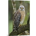 thumbnail image 1 of Great BIG Canvas | "Red-shouldered Hawk, Buteo lineatus, Corkscrew Swamp Sanctuary, Naples, Florida" Canvas Wall Art - 24x36, 1 of 2