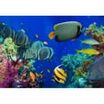 thumbnail image 2 of wall26 - Colorful Underwater Offshore Rocky Reef with Coral and sponges and Small Tropical Fish Swimming by in a Blue Ocean - Removable Wall Mural | Self-Adhesive Large Wallpaper - 66x96 inches, 2 of 6