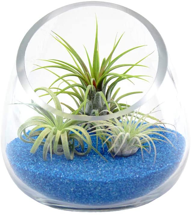 Air Plant Terrarium Kit 3 Live Tillandsia Air Plants with Colored