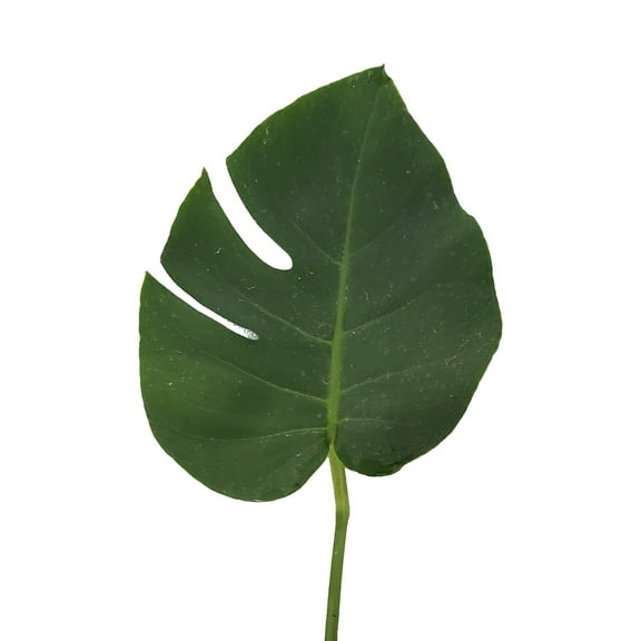 Monstera Leaves Tiny 3 in. no split - Fresh Cut - 150 Stems