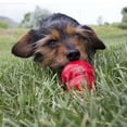 thumbnail image 2 of KONG Easy Treat™ Liver, 2 of 3