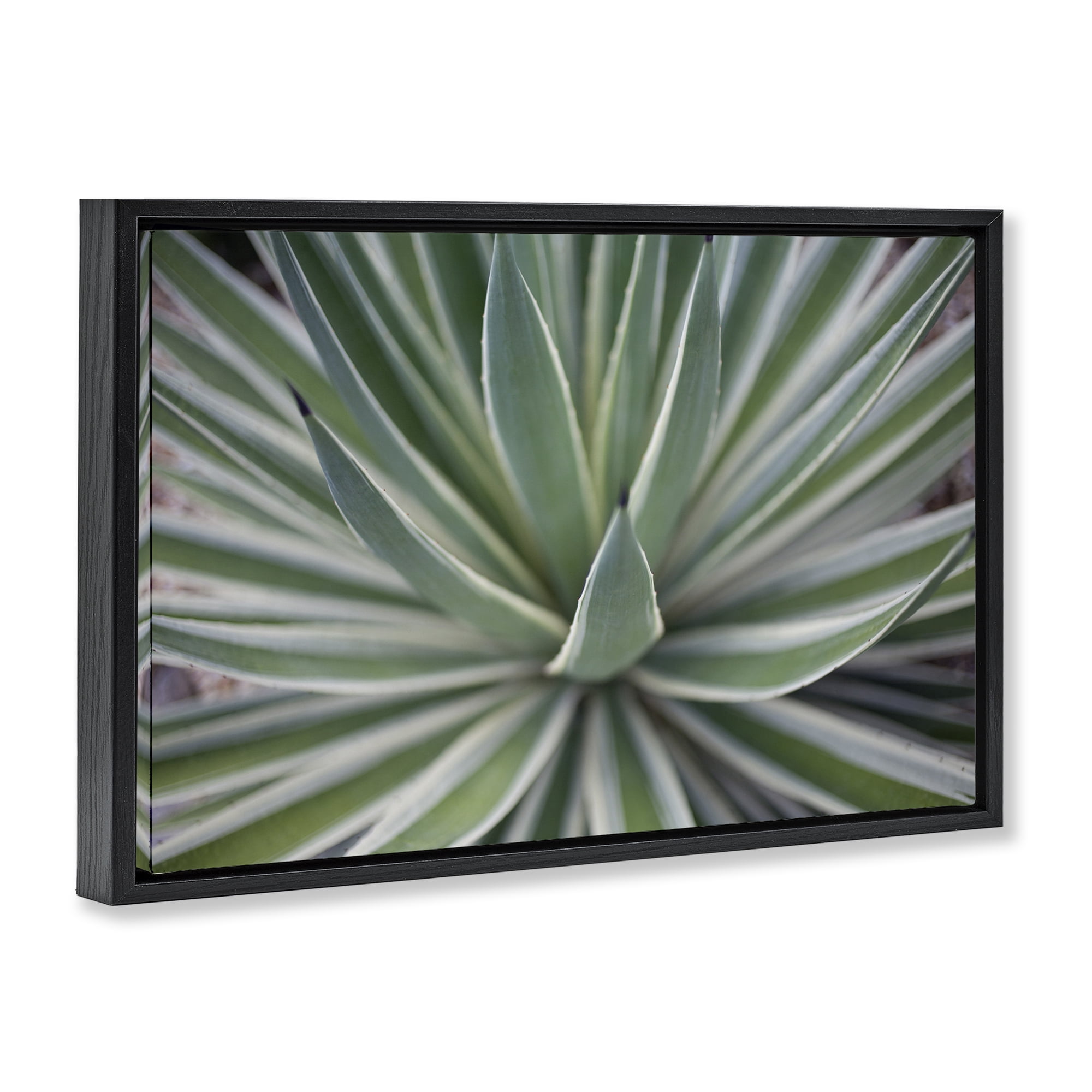 Stupell Industries Striped Plant Leaves Botanical & Floral Photography Black Floater Framed Canvas Art Print Wall Art, 25 x 17