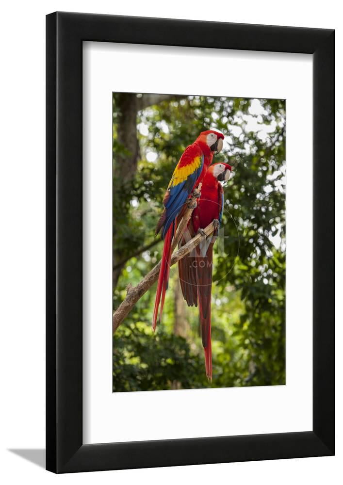 Roatan Butterfly Garden, Scarlet Macaw, Parrot, Tropical Bird, Honduras