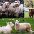 thumbnail image 4 of Farm Fence 4ft x 164ft 13Gauge Heavy Zinc Coating Cattle Fence, Galvanized Field Wire Fencing Deer Fence, Goat Fence, Hog Wire Fencing for Yard Livestock & Animals Protection (4ft x 164ft 13Gauge), 4 of 10