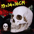 thumbnail image 1 of Human Skull Handmade D Decoration Decor Goth Halloween Gift, 1 of 4