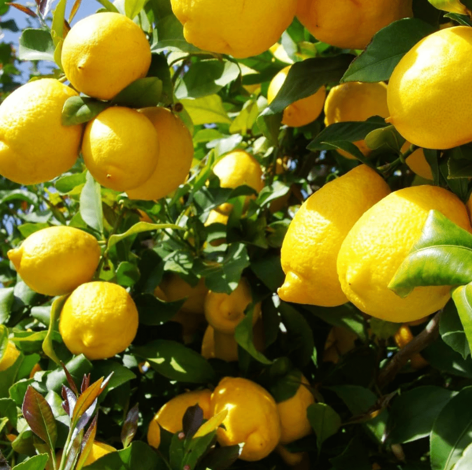 Meyer Lemon Plant Live for Planting, Citrus Plant Fragrant Lemons, Meyer Lemon Bush, 2 to 3 Inch Tall
