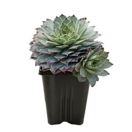 Expert Gardener Hens N Chicks Succulents (Sempervivum), Pet Friendly Live Plants, 1 pt. Pot