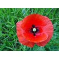thumbnail image 3 of 1000 Red AMERICAN LEGION (Corn / Shirley / Flanders) POPPY Papaver Rhoeas Flower Seeds, 3 of 3