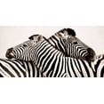 thumbnail image 2 of Anonymous 14x9 White Modern Wood Framed Museum Art Print Titled - Zebras in love, 2 of 4