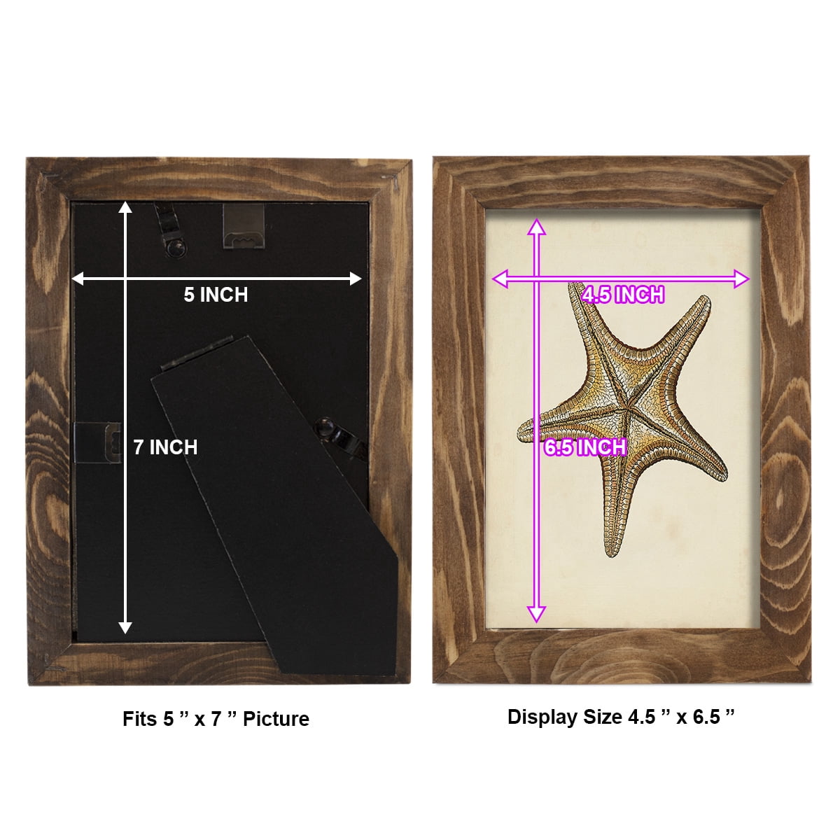Sealife Collection IV - Framed Print w/glass - Walnut