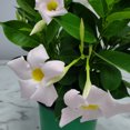 thumbnail image 5 of Tropical Plants of Florida 12" to 16" White Dipladenia Flower Bush Plant; Partial to Full Sunlight, 5 of 5