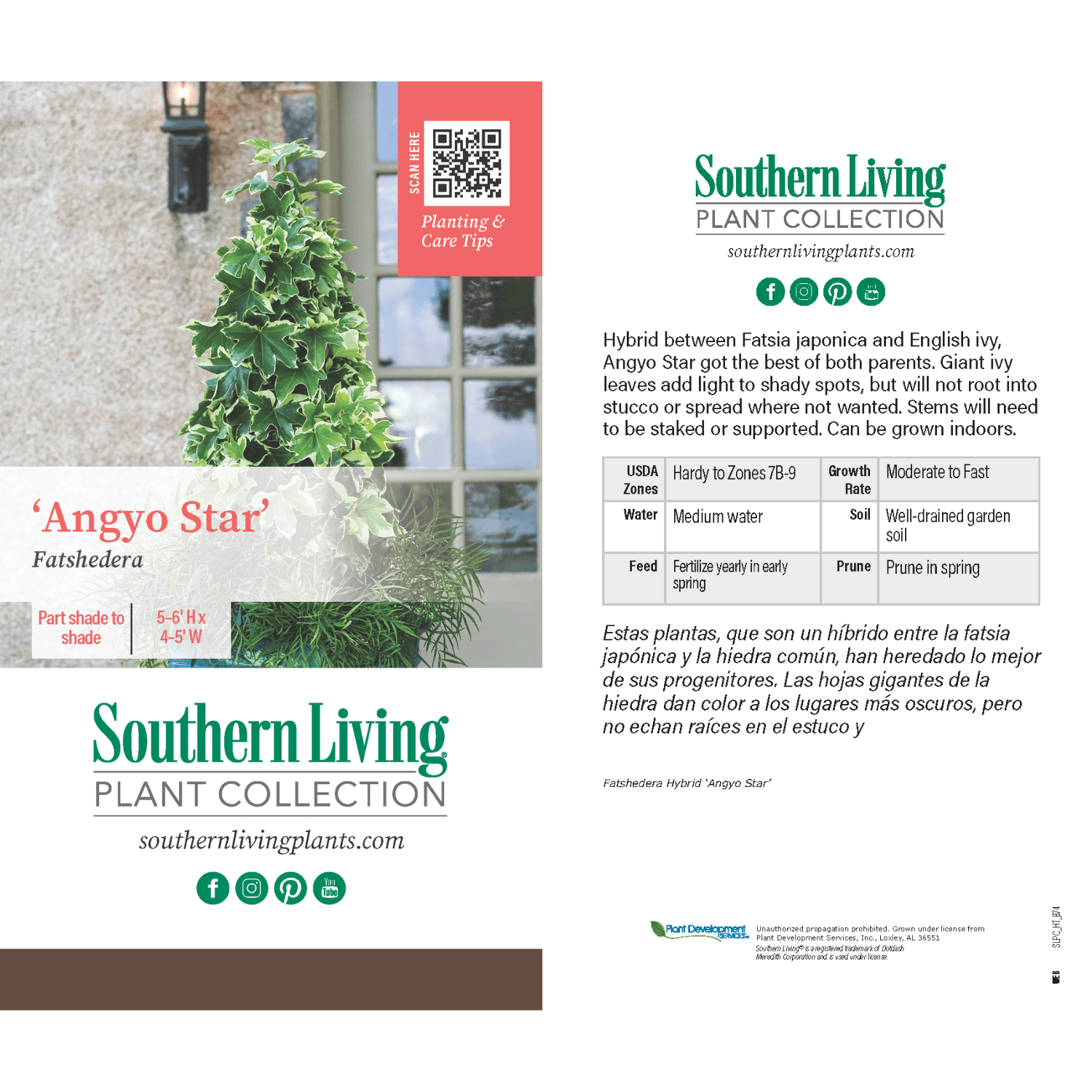 Southern Living Angyo Star Fatshedera (Hybrid of Fatsia japonica and English Ivy) - 3 Gallon