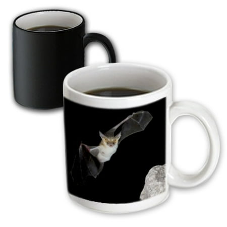 Bat Magic - 3dRose Pallid Bat, Arizona - US03 JMC0012 - Joe and Mary Ann McDonald, Magic Transforming Mug, 11oz