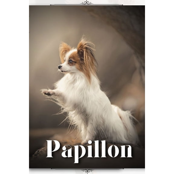 Papillon : Dog breed overview and guide (Paperback)