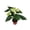 White, variant on California Tropicals Anthurium Red - Live House Plants Indoor, 4 Inch Pot for Easy Care, Perfect for Office, Home & Flamingo Decor, Real Plant, Plant Gift, Flowering Plants, Sympathy Flowers