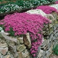thumbnail image 4 of Direct Gardening Creeping Phlox Emerald Pink Perennial Flowers, Dormant Bare Root, 4 of 6