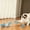Blue, variant on TTJ Cat Toys Cat Gifts Cat Spring Hunting Toy Indoor Bouncing Tube Toy Interactive Chase Ball and Spring Play Accessory for Active Cats