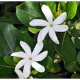 thumbnail image 3 of Heaven Scent Tahitian Gardenia - Intoxicating Scent - 4" Pot - Single Bloom, 3 of 3