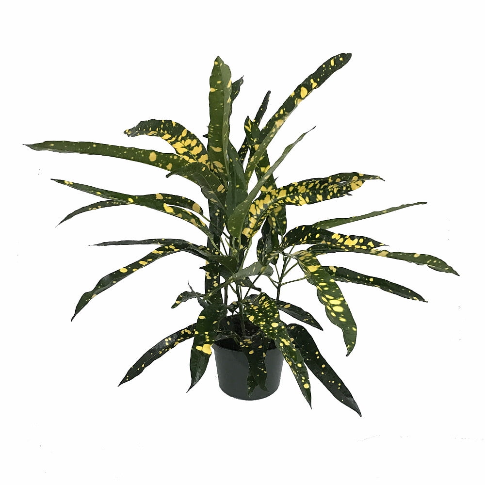 Sloppy Painter Croton 6 Pot Colorful House Plant Easy To Grow Walmart Com Walmart Com