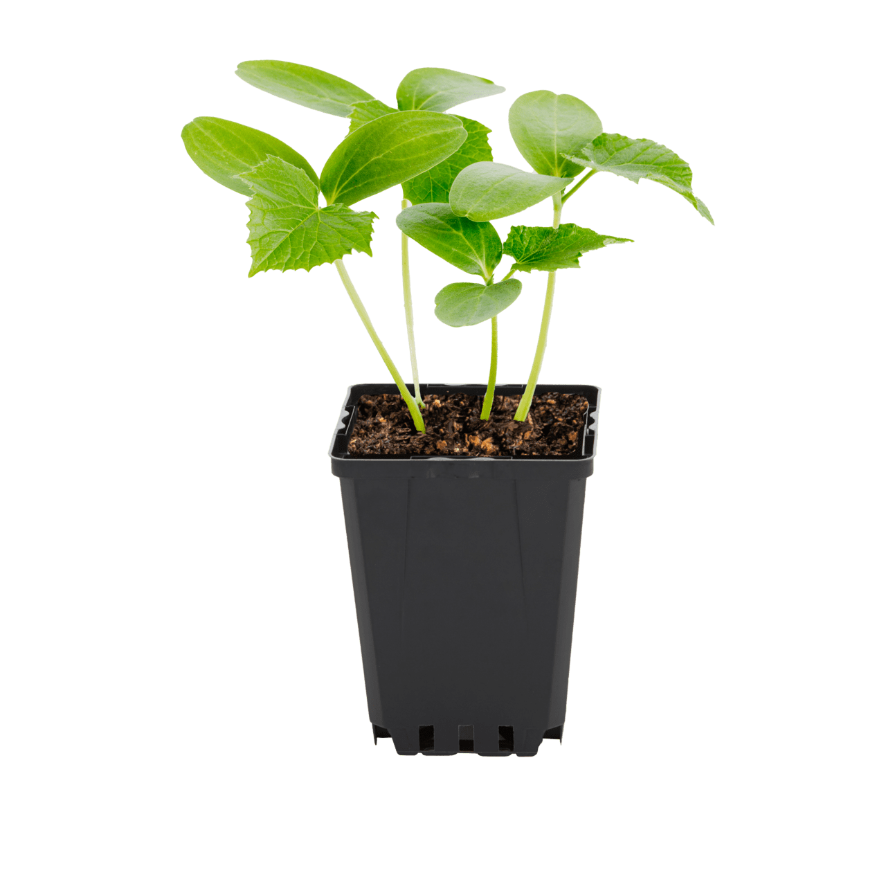 Expert Gardener 1PT Bush Pickle Cucumber Live Edible Plant Sun 6-Pack