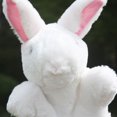 thumbnail image 2 of marioneta de mano de peluche de conejo, accesorio para contar historias, juego de rol, recuerdo de fiesta para padres e hijos, color blanco, 2 of 7