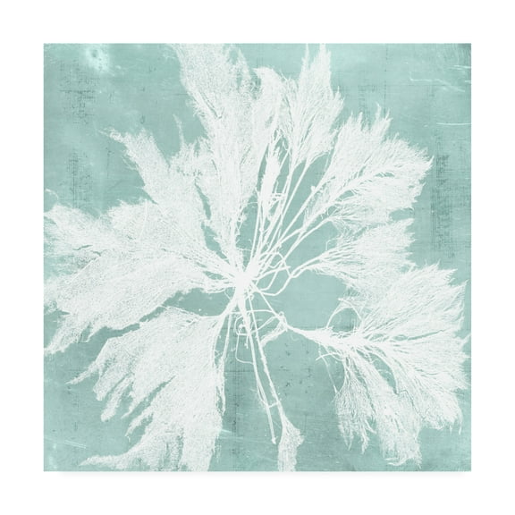 Trademark Fine Art 'Seaweed on Aqua VI' Canvas Art by Vision Studio