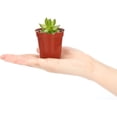 thumbnail image 4 of 100 Pcs Pots de Pépinière en Plastique de 2 Pouces, Pots de Semis et de Coupe pour Plantes Succulentes Rouges 2 Pouces, 4 of 7