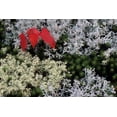 thumbnail image 2 of Carlson, Mark 24x17 White Modern Wood Framed Museum Art Print Titled - MI, Red maple tree seedling amid moss and lichen, 2 of 4