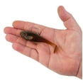 thumbnail image 5 of PowerBait® Agent E, 5 of 6