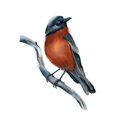 thumbnail image 2 of Shefranov, Olga 14x18 White Modern Wood Framed Museum Art Print Titled - Robin, 2 of 4