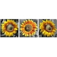 thumbnail image 3 of Sunflower Seeds Wall Art Canvas Sunflower Decor Black and White Pictures on Wall Art for Home Office Decorations Living Room Bedroom and Kitchen Decor 3 Pcs Framed Canvas Prints 16X16inches, 3 of 6