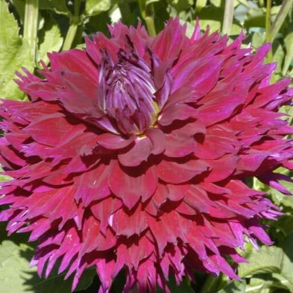 40  Seeds| Jennifer's Wedding Dahlia Perennial Seeds - Authentic Seeds - Perennial~ GMO Free ~~Flower seeds ~ Asian Garden~ Herbs B5G1#D060