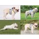 thumbnail image 2 of Hytrove Vest Para Perro Con Material Refrescante Y Uso En Juegos Y Paseos, 2 of 7