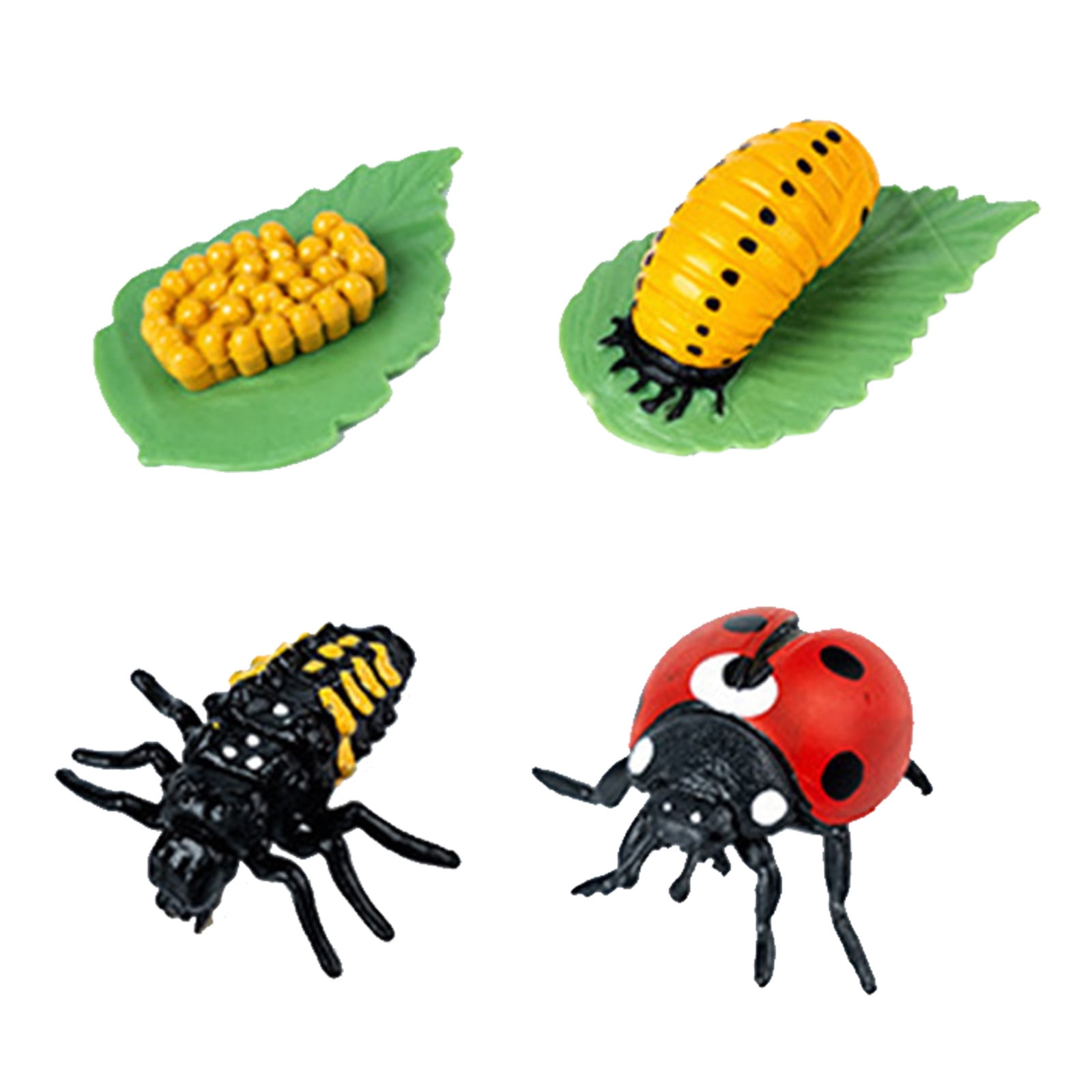 Mackneog C1 Beetles Life Cycle Of A Growth Stage Model Educational Mackneog C1 Beetles Life Cycle Of A Growth Stage Model Educational