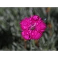 thumbnail image 3 of Bonin, Suzanne 14x12 Black Modern Framed Museum Art Print Titled - Wet Wild Earth, 3 of 5