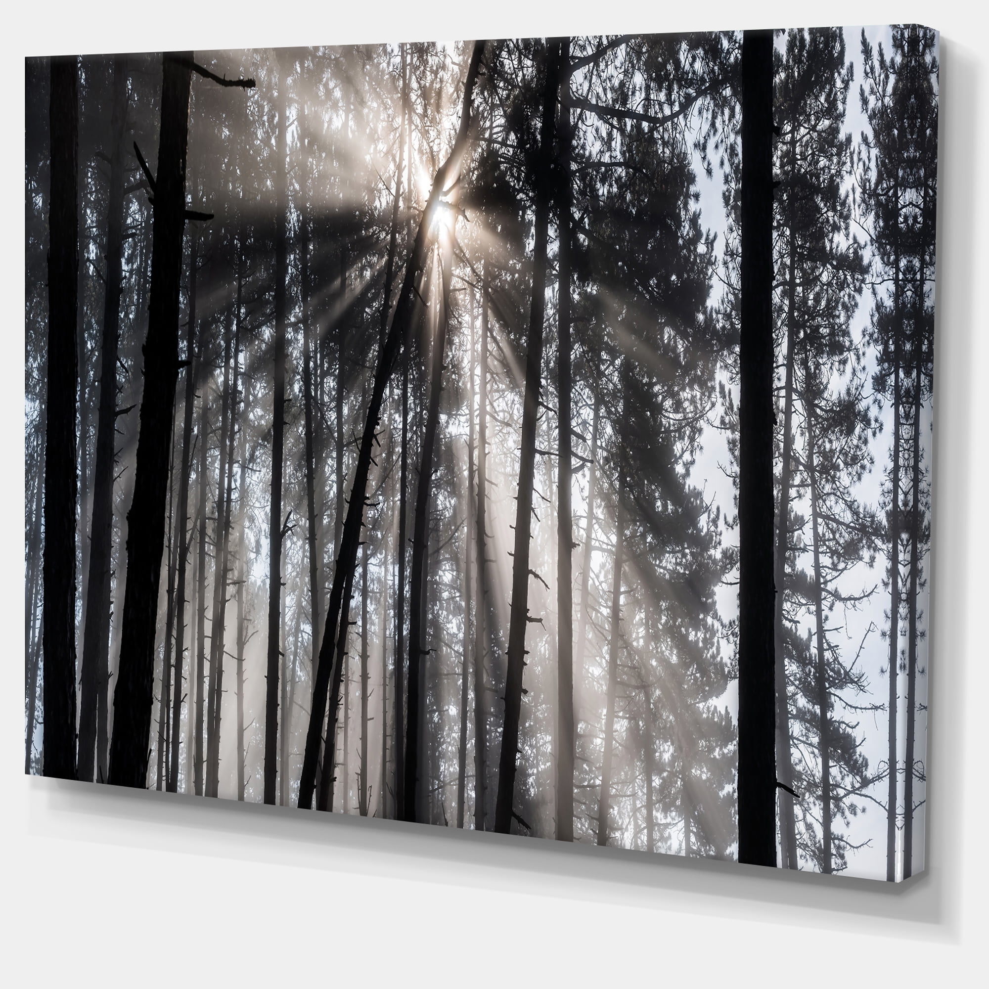 Designart 'Sunbeams through Black White Forest ' Forest Canvas Wall Art Print