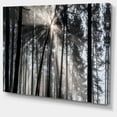 thumbnail image 2 of Designart 'Sunbeams through Black White Forest ' Forest Canvas Wall Art Print, 2 of 3