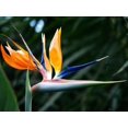 thumbnail image 2 of Miller, Anna 14x12 Black Ornate Wood Framed with Double Matting Museum Art Print Titled - Bird Of Paradise Bloom, 2 of 4