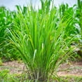 thumbnail image 4 of 1 Gallon Lemongrass Plant, 4 of 7