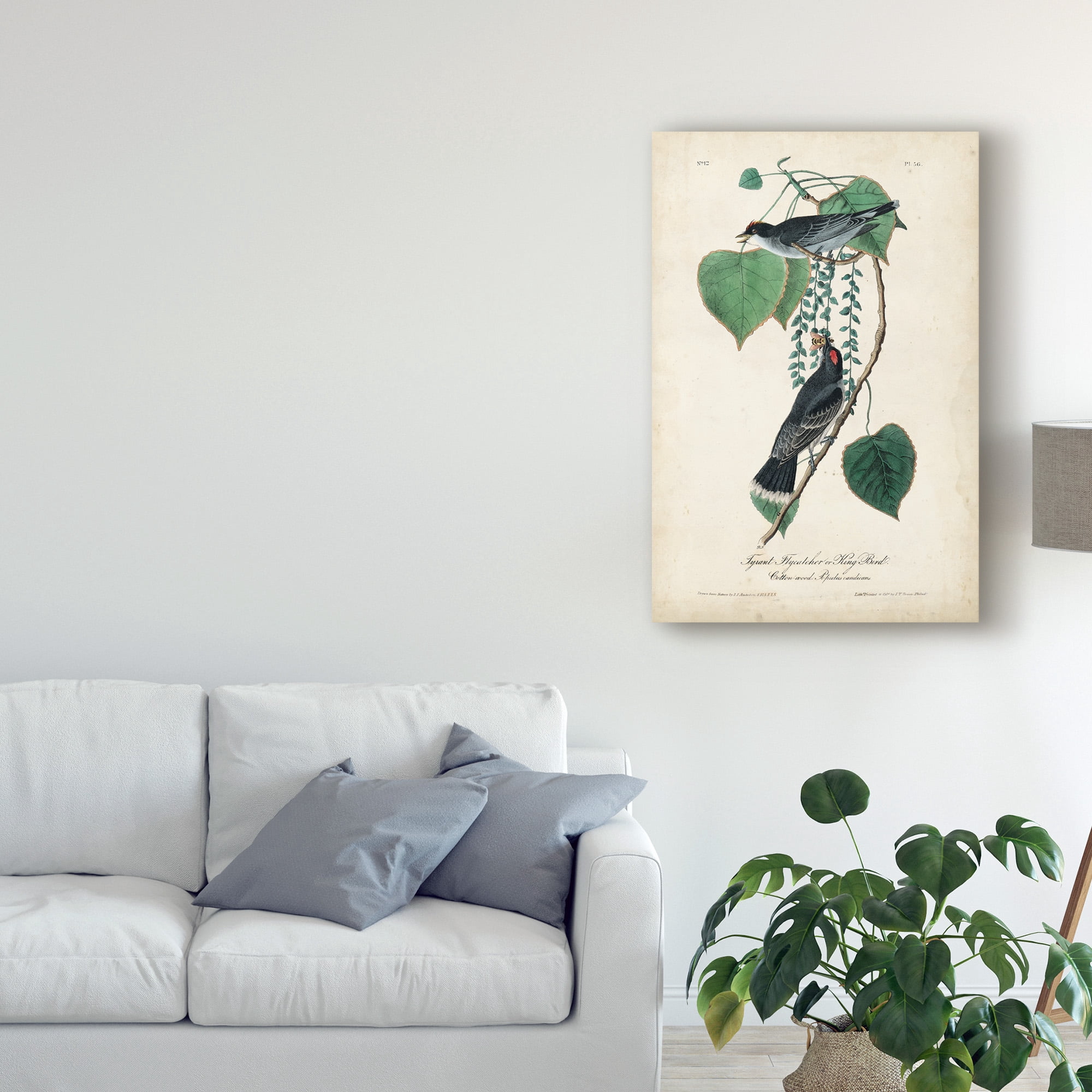 Trademark Fine Art 'Flycatcher And King Bird' Canvas Art by John James Audubon