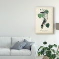thumbnail image 3 of Trademark Fine Art 'Flycatcher And King Bird' Canvas Art by John James Audubon, 3 of 4