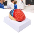 thumbnail image 4 of Modèle Anatomique Assemblé pour le Cerveau, Diagramme Indicateur Toucher Confortable Modèle Anatomique pour l'Enseignement, 4 of 8