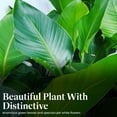 thumbnail image 2 of American Plant Exchange White Bird of Paradise Live Flowering Plant in 6" Pot, Bright Indirect Light, 2 of 5