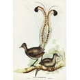 thumbnail image 2 of Gould, John 11x14 Gold Ornate Wood Framed with Double Matting Museum Art Print Titled - Lyre Bird-Menura superba, 2 of 4