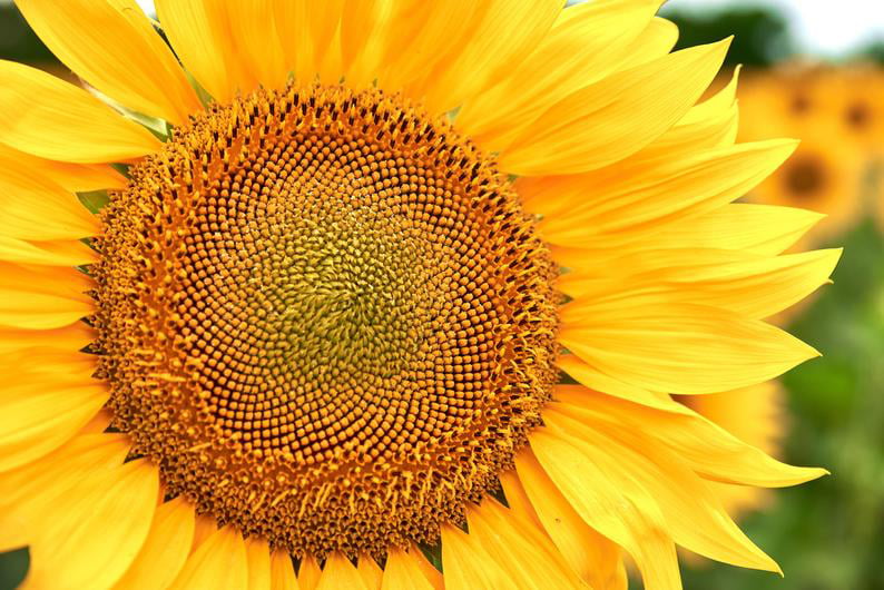 25pcs Top Quality Extra Rare Exotic Giant Sunflower Seeds Plant Garden Decor 