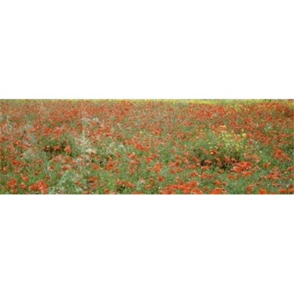 Panoramic Images PPI92051L Poppies growing in a field Sicily Italy Poster Print by Panoramic Images - 36 x 12