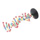 thumbnail image 1 of Modelo De Estructura De ADN, Modelo De Doble Hélice De ADN Fácil De Usar Para Espectáculo, 1 of 7