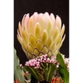 thumbnail image 3 of Peterson, Lee 11x14 Black Modern Framed Museum Art Print Titled - Protea Artistata, 3 of 5