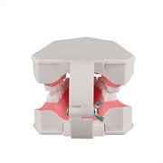 2 Times Enlarge Dental Teeth Model